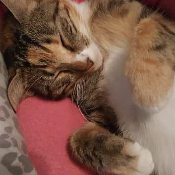 Photo uploaded to #FurryFriends by Tiffany T.