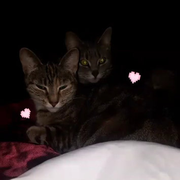 Photo uploaded to #FurryFriends by Destiny W.