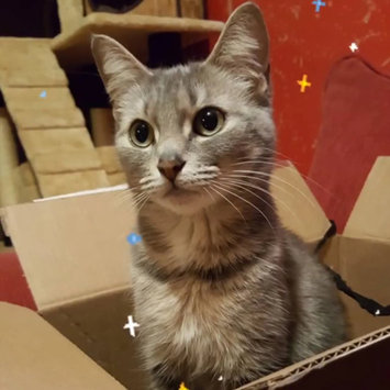 Photo uploaded to #FurryFriends by Destiny W.