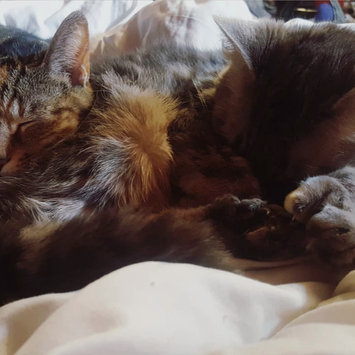 Photo uploaded to #FurryFriends by Destiny W.