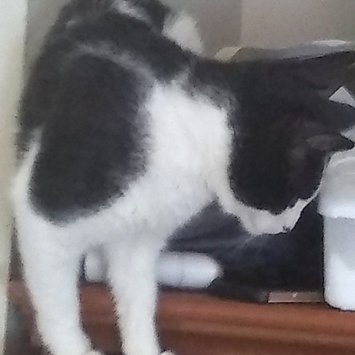 Photo uploaded to #FurryFriends by Kristen F.