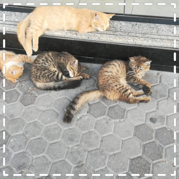 Photo uploaded to #FurryFriends by ramla n.