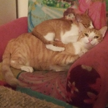 Photo uploaded to #FurryFriends by Dollie R.