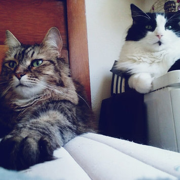 Photo of Royal Canin Intense Hairball 34TM uploaded by Corijona F.