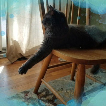 Photo of ARM & HAMMER™ Clump & Seal Complete Odor Sealing Clumping Litter Multi-Cat uploaded by Kelsey S.