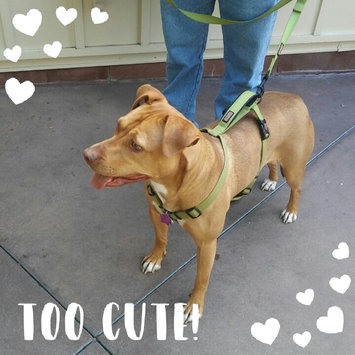 Photo of KONGA Comfort Dog Harness & Traffic Loop uploaded by Sonya K.