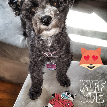 Photo of Petstages Madcap Well Dressed Raccoon Squeaker Dog Toy uploaded by Tammy L.