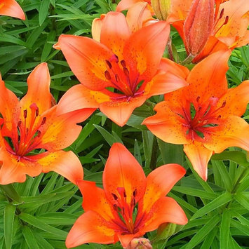 Photo of 1-800-Flowers uploaded by Stephanie M.