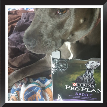 Photo of PRO PLAN® SPORT® ALL LIFE STAGES Performance 30/20 Formula uploaded by kimberly s.