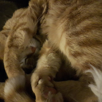 Photo of TEMPTATIONS™ MixUps Treats For Cats Catnip Fever Cat Treats uploaded by Ashley L.