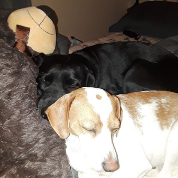 Photo of THE BLUE BUFFALO CO. BLUE™ Life Protection Formula® Chicken and Brown Rice Recipe For Puppies uploaded by Hailey R.