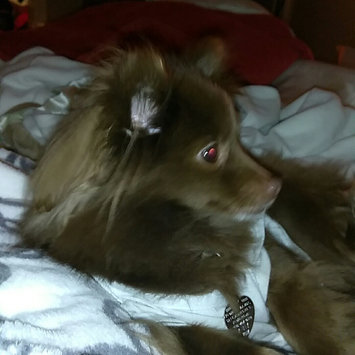 Photo of Iams™ Proactive Health™ Adult Small & Toy Breed Dog Food uploaded by michelle k.