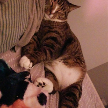 Photo of Meow Mix Adult Cat Food Original Mix 18 Pound Bag - Nestlé USA uploaded by Rachel L.