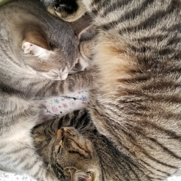 Photo of Iams™ Proactive Health™ Healthy Kitten Cat Food uploaded by Naomi L.