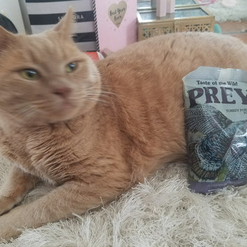 Photo of Taste of the Wild PREY Turkey Formula for Cats uploaded by Hilary B.