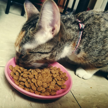 Photo of Taste of the Wild PREY Turkey Formula for Cats uploaded by Ashley K.