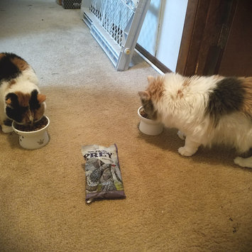 Photo of Taste of the Wild PREY Turkey Formula for Cats uploaded by Jessica D.
