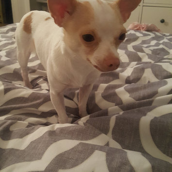 Photo of Ollie uploaded by Dora G.