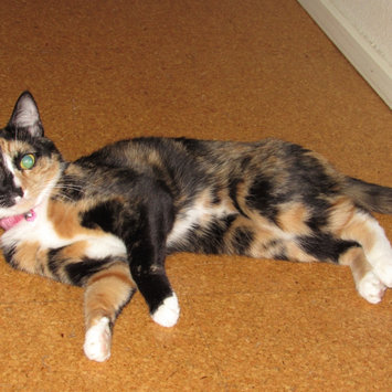 Photo of Planet Petco Natural Catnip Spray Mist, 8 fl. oz. uploaded by Cherilyn T.