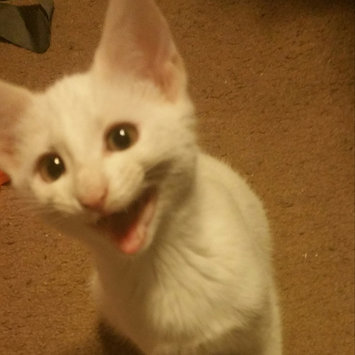Photo of Iams™ Proactive Health™ Healthy Kitten Cat Food uploaded by Ashley N.