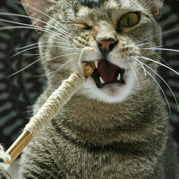 Photo of FELINE GREENIES™ Dental Treats Oven Roasted Chicken Flavor uploaded by Cassandra B.