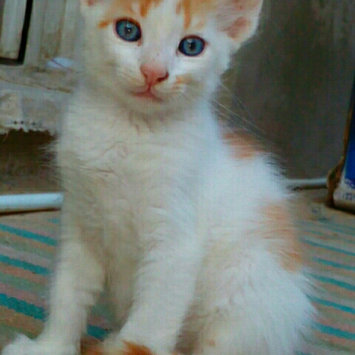 Photo of TEMPTATIONS™ Classic Treats For Cats Savory Salmon Cat Treats uploaded by Manar A.