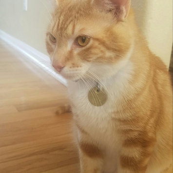 Photo of FELINE GREENIES™ Dental Treats Oven Roasted Chicken Flavor uploaded by lily g.