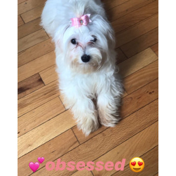 Photo uploaded to #NationalPetDay by Amanda B.