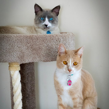 Photo uploaded to #NationalPetDay by Francina M.