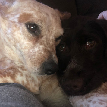 Photo uploaded to #NationalPetDay by Stacey E.