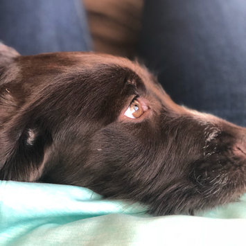 Photo uploaded to #NationalPetDay by Stacey E.