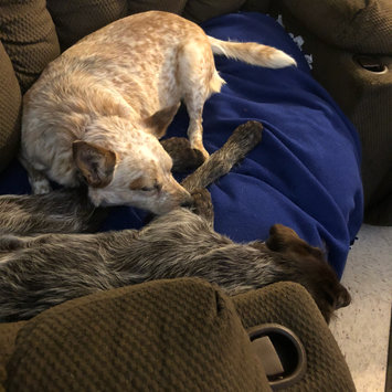 Photo uploaded to #NationalPetDay by Stacey E.