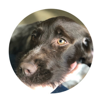 Photo uploaded to #NationalPetDay by Stacey E.