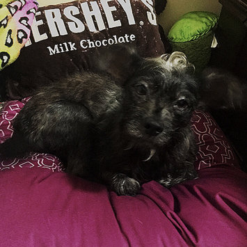 Photo uploaded to #NationalPetDay by Kelsey S.