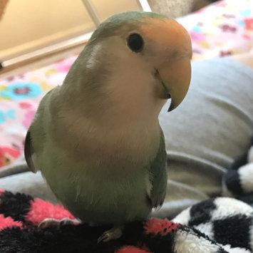 Photo uploaded to #NationalPetDay by Nayantara K.