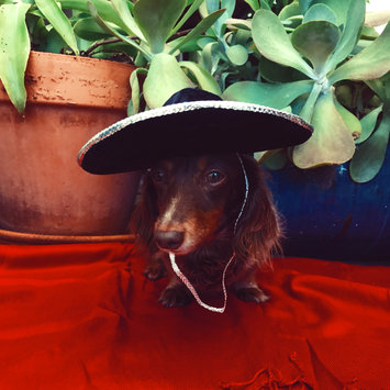 Photo uploaded to #NationalPetDay by Anna C.