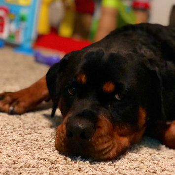 Photo uploaded to #NationalPetDay by Ashley M.