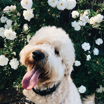 Photo uploaded to #NationalPetDay by Aislynn C.