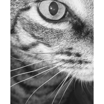 Photo uploaded to #NationalPetDay by Hannah H.