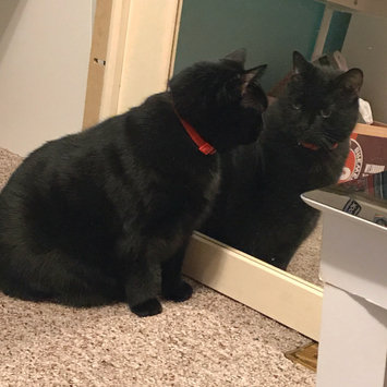 Photo uploaded to #NationalPetDay by Cassidy L.