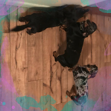 Photo uploaded to #NationalPetDay by 🌞Ariel H.