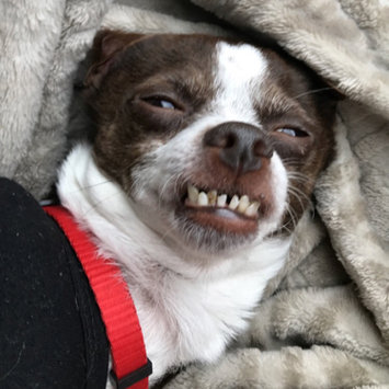 Photo uploaded to #NationalPetDay by AbbyNicolle Q.