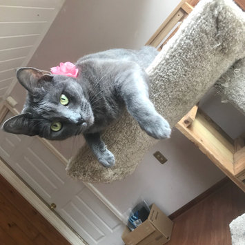 Photo uploaded to #NationalPetDay by Cassidy W.