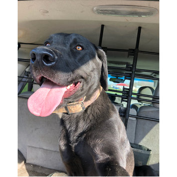 Photo uploaded to #NationalPetDay by Melabel H.