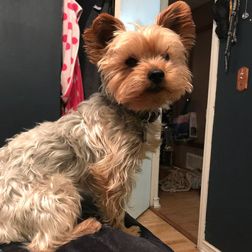 Photo uploaded to #NationalPetDay by Nicole Z.