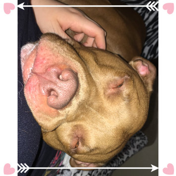 Photo uploaded to #NationalPetDay by Lisa R.