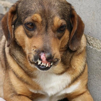 Photo uploaded to #NationalPetDay by Mariana I.