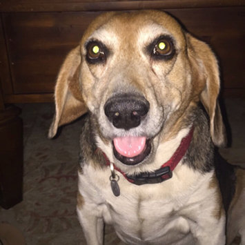 Photo uploaded to #NationalPetDay by Julia M.