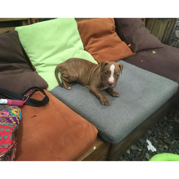 Photo uploaded to #NationalPetDay by Marivi S.
