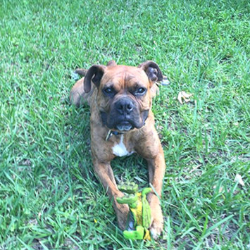Photo uploaded to #NationalPetDay by Lizzette G.